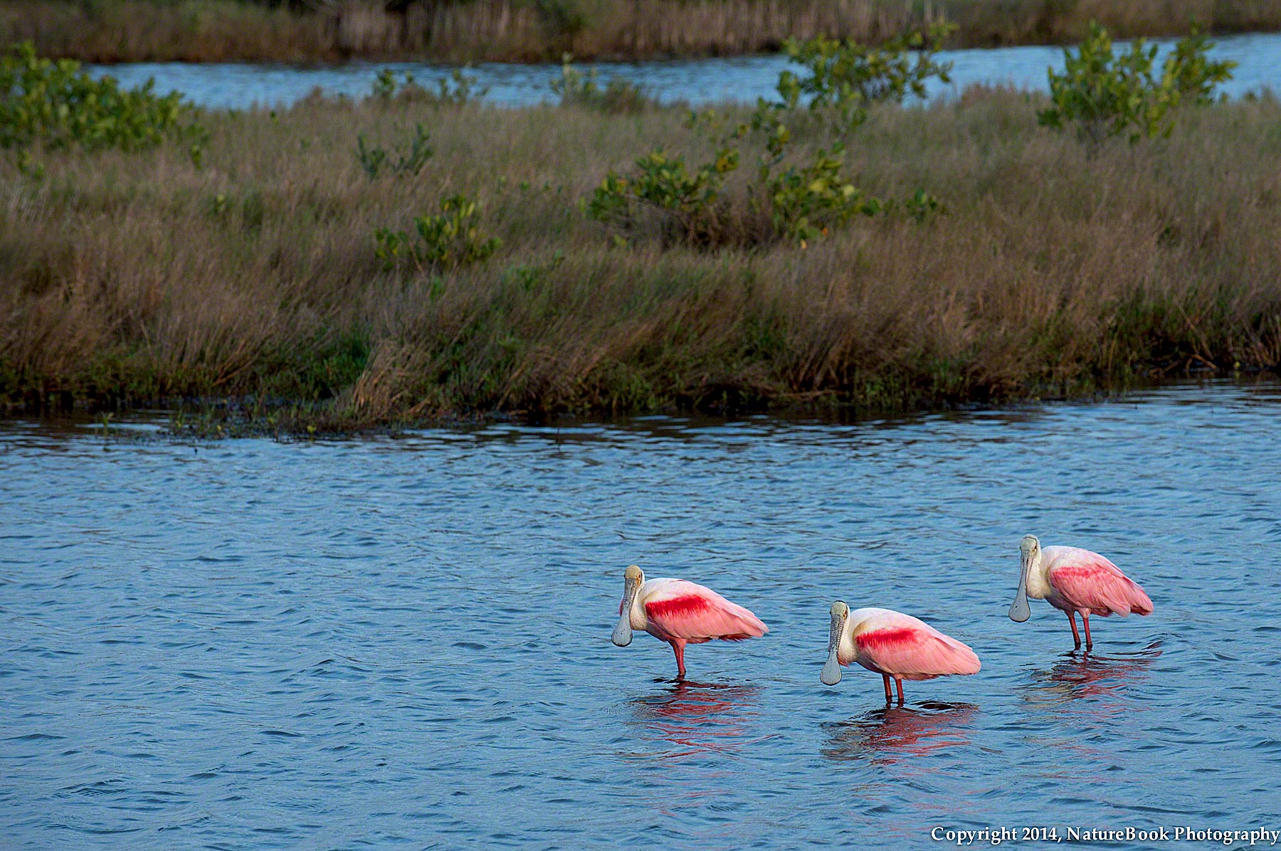 NBP-DSC_3880-Spoonbill-Trio-